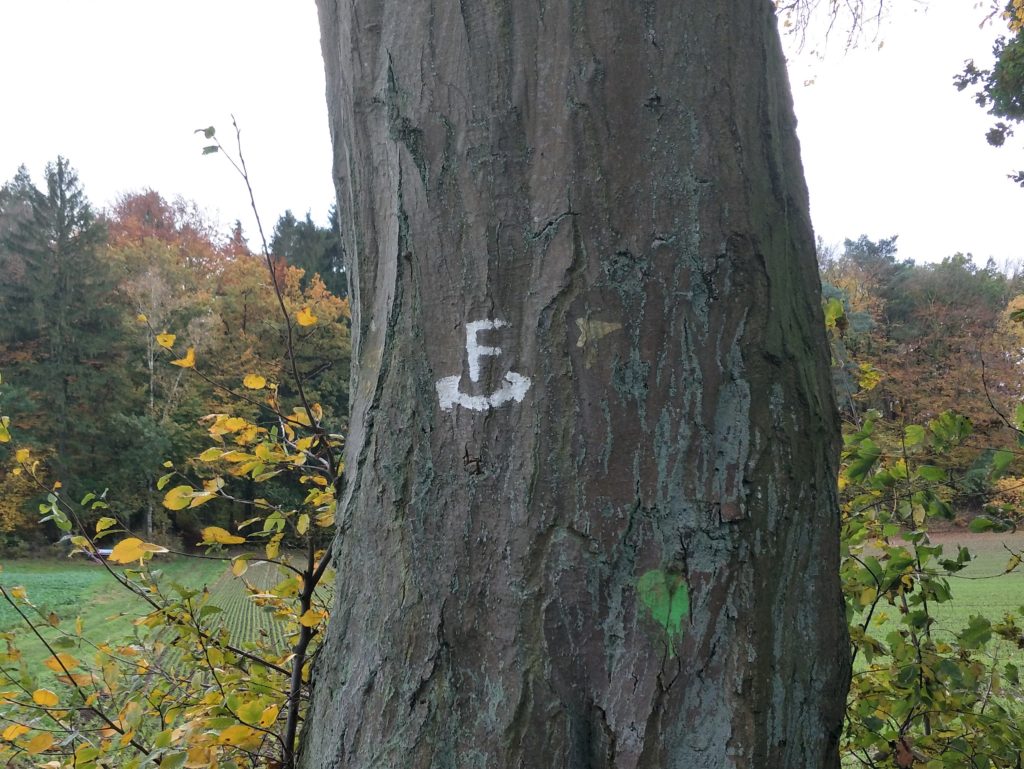 Markierung des Freudenthalwegs an einem Baum