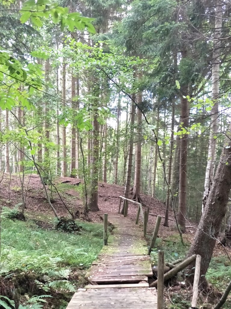 Steg im Wald während des Freudenthalwegs