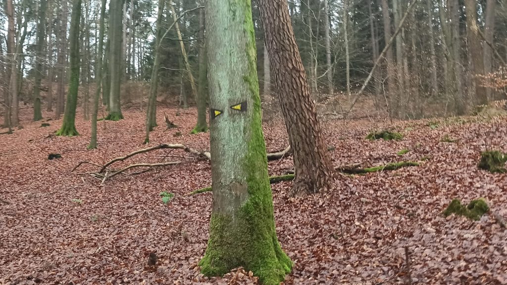 Baum mit Wegweiser im Laubwald in den Harburger Bergen