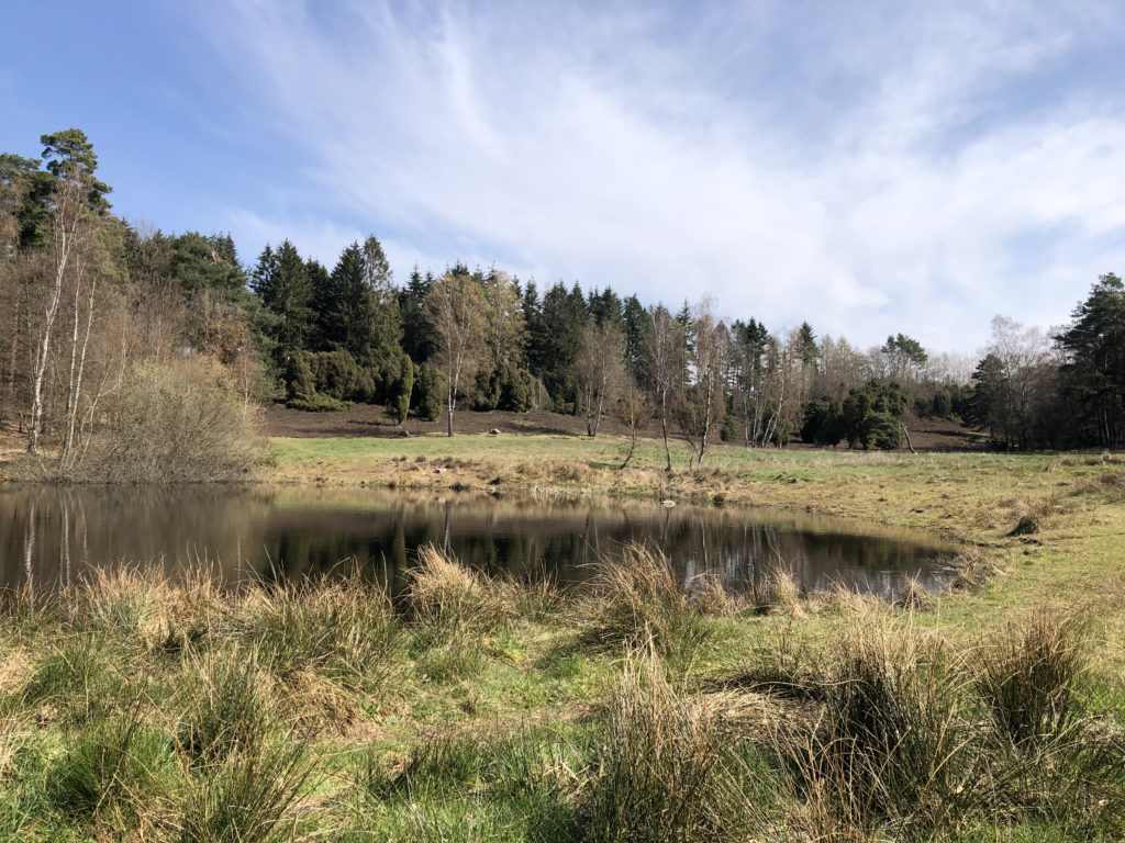 Teich und Wiese in der Lüneburger Heide