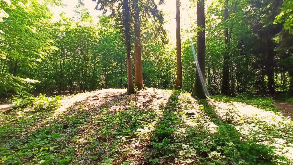 Baum auf Hügelgrab in Niedersachsen