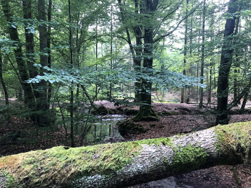 Bach im Wald in Niedersachsen