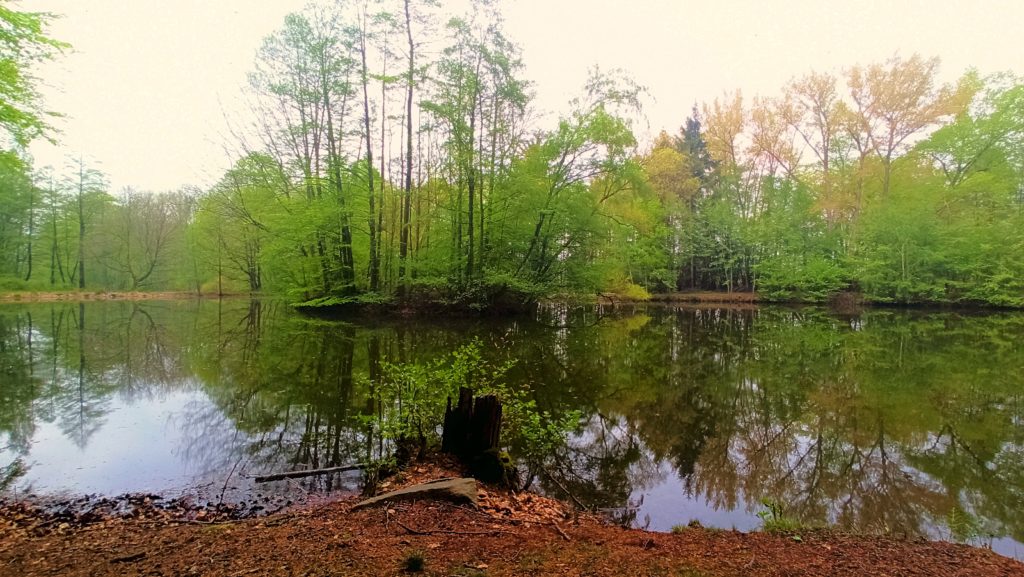 Spiegelung im Wasser im Wald