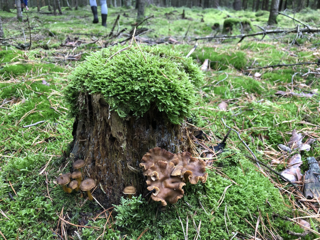 Pilze an einem Baumstamm im Wald