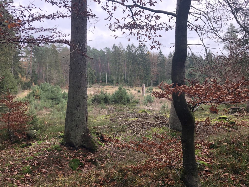 Wald in Niedersachsen